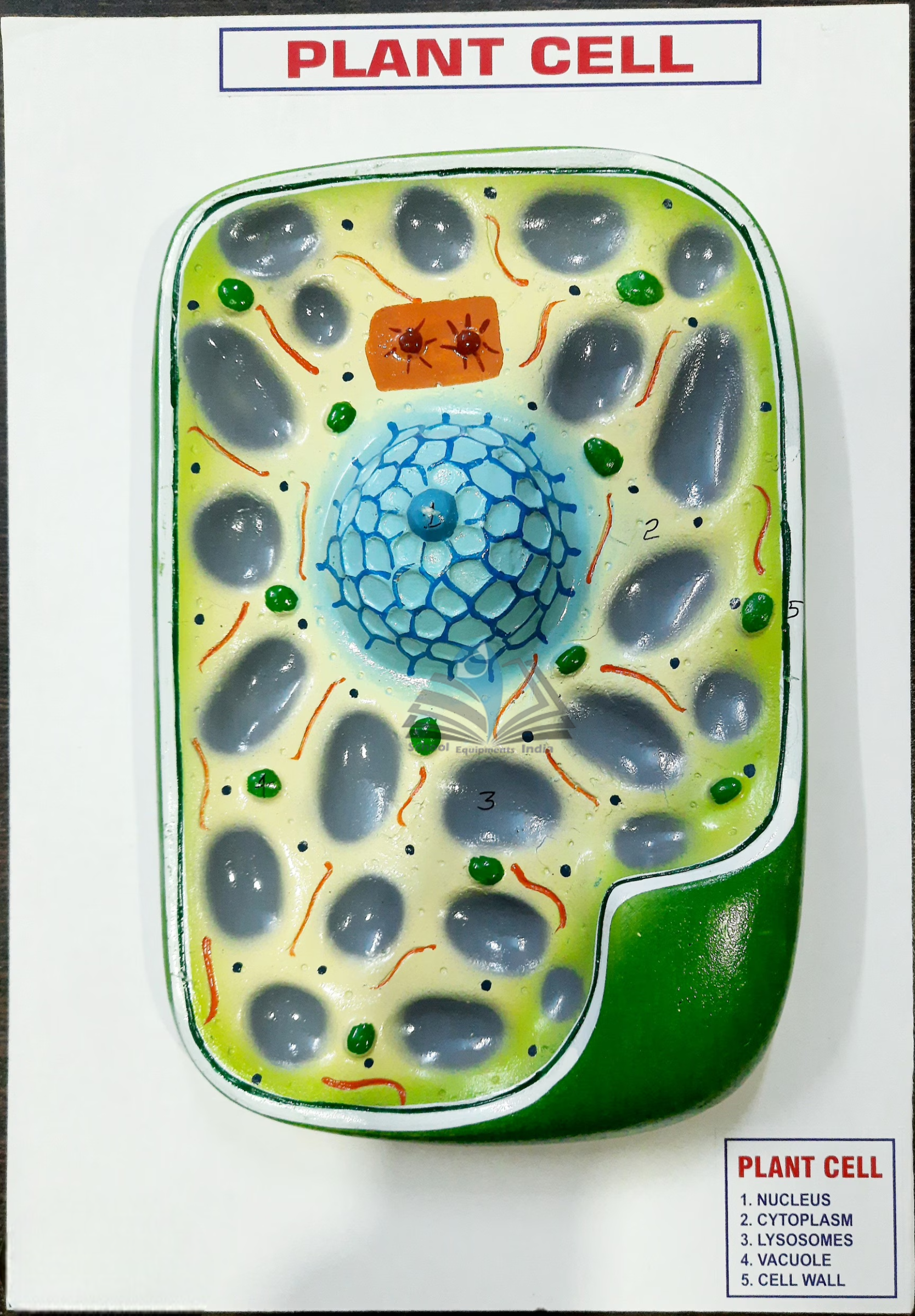 Plant Cell Model